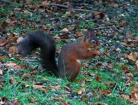 Гостевой дом Graysonside 4*