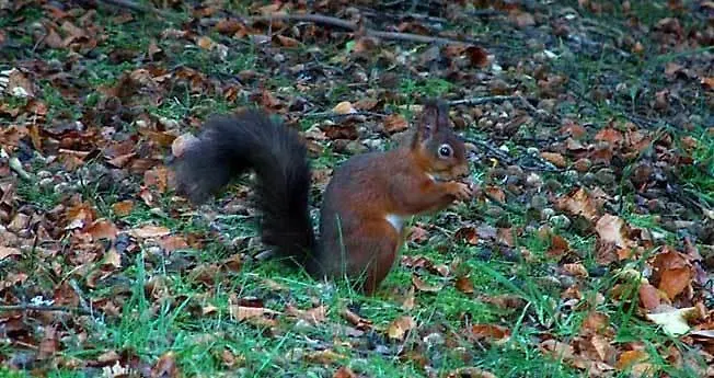 Guest house Graysonside 4*